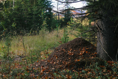 Plants growing on land in forest