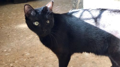 Portrait of black cat