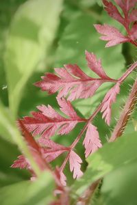 Close-up of red flowering plant