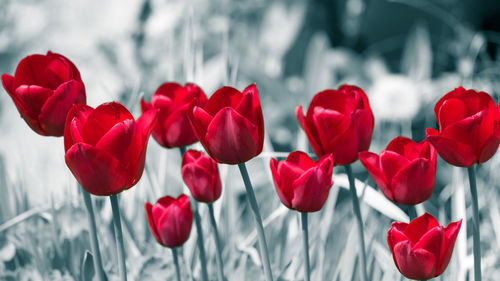 Close-up of red flowers blooming outdoors