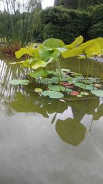 Close-up of lotus water lily in lake