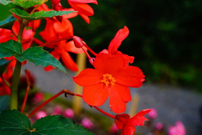 Close-up of red flowering plant