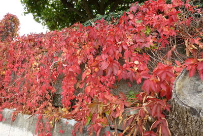 Close-up of red autumn tree