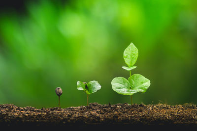 Close-up of seedling growing outdoors