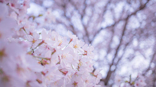 Close-up of blossoms blooming in spring