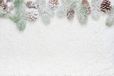 Close-up of snow on pine tree