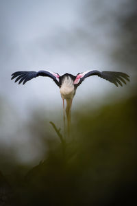 Close-up of bird flying against sky
