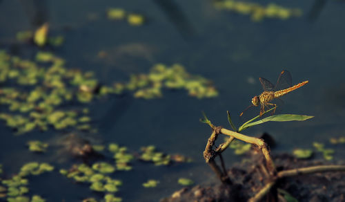 Close-up of insect on plant