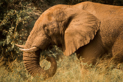 Close-up of elephant in grass