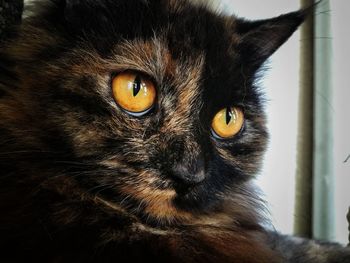 Close-up portrait of cat