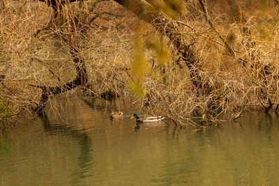 Ducks swimming on lake