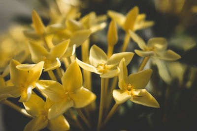 Close-up of yellow flowering plant