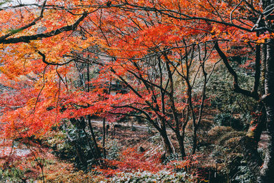 View of trees in forest during autumn