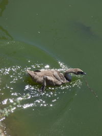 High angle view of duck swimming on lake