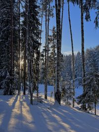 Trees on snow covered landscape