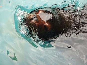 Close-up of a seal in water