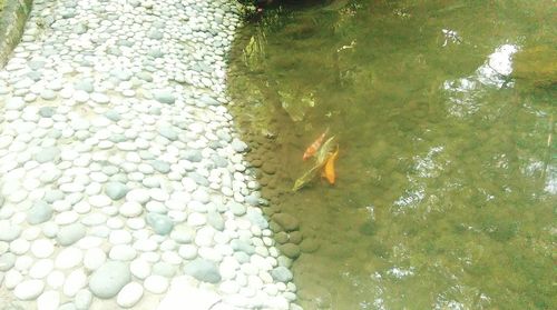 High angle view of pond