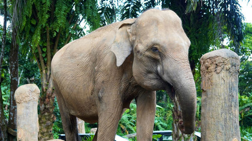 Sumatra's elephant face up close in selective focus