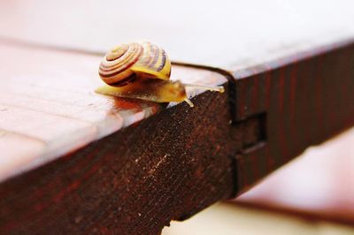 Close-up of wooden object