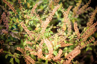 Close-up of flowering plant