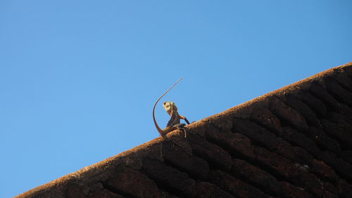 Low angle view of horse against clear blue sky