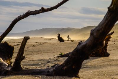 Scenic view of bird on beach against sky