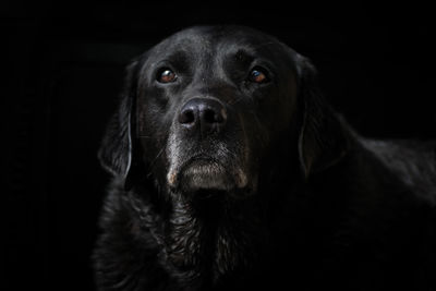 Close-up portrait of black dog