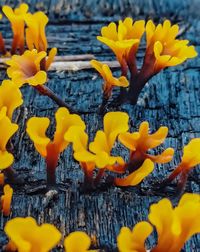 Close-up of yellow flowering plant