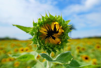 Close-up of sunflower on plant