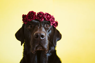 Black labrador dog wearing a crown of flowers over yellow background. spring or summer concept