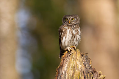 Close-up of owl perching on wood