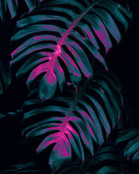 Tropical leaves, dark nature background
