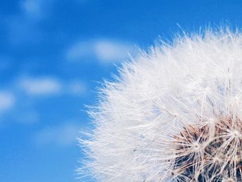Close-up of dandelion against blue sky