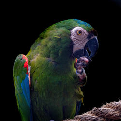 Close-up of parrot perching on black background