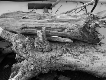 Close-up of animal skull
