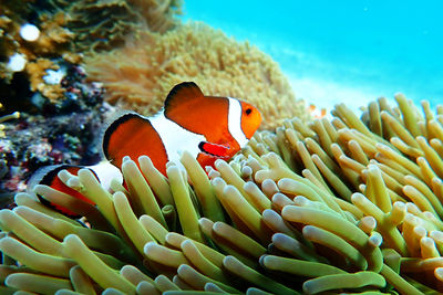 Fish swimming in sea