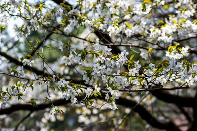 Low angle view of cherry blossoms in spring