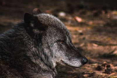 Close-up of a dog looking away