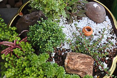 High angle view of potted plants in yard