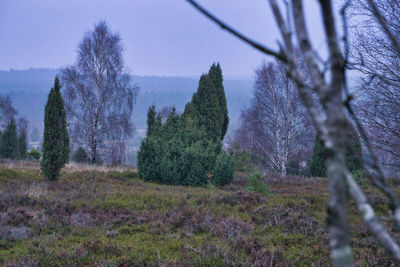 Trees on field against sky