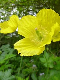 Close-up of yellow flowers