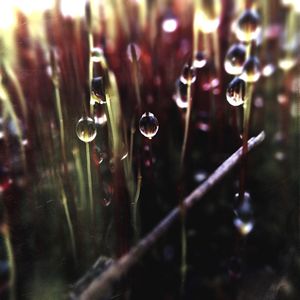 Close-up of water drops on spider web