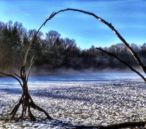 Bare trees on snow covered land against sky