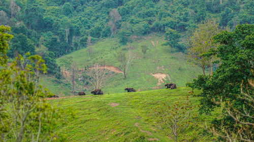 Scenic view of forest