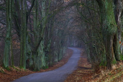 Dirt road amidst trees in forest