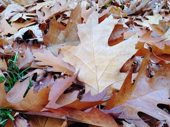 Full frame shot of autumn leaves