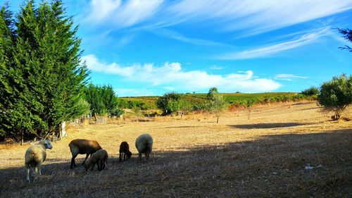 Sheep on field against sky