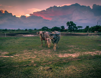 Cows on field against sky during sunset