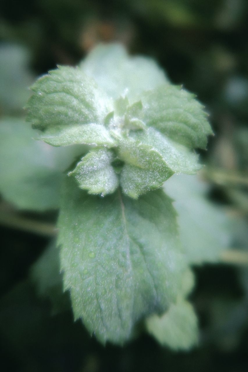 CLOSE-UP OF GREEN LEAVES