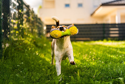 Dog looking away on grass in yard